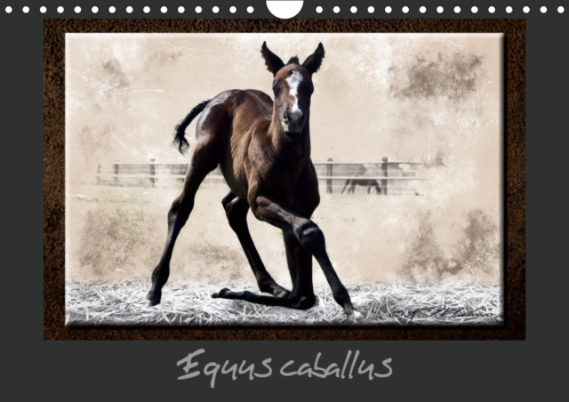 Equus caballus 2019 : Cheval et equipement, Calendar Book