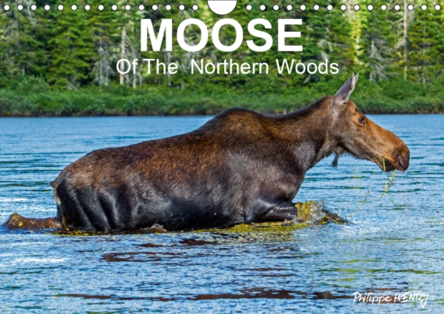 MOOSE Of The Northern Woods 2019 : Let's follow the moose of Quebec northern woods. Philippe Henry presents 13 photos of this silent giant., Calendar Book