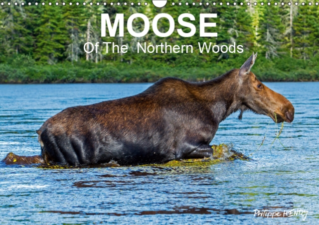MOOSE Of The Northern Woods 2019 : Let's follow the moose of Quebec northern woods. Philippe Henry presents 13 photos of this silent giant., Calendar Book