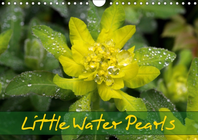 Little Water Pearls 2019 : Droplets adorn plants and blossoms, Calendar Book
