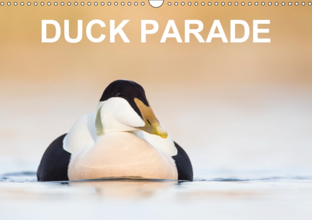 Duck Parade 2019 : Excellent photographs of 12 duck species, Calendar Book