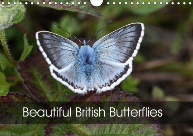 Beautiful British Butterflies 2019 : Evoking British butterflies at their finest, Calendar Book