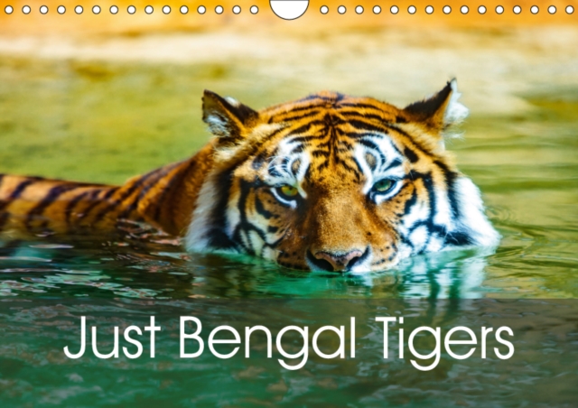 Just Bengal Tigers 2019 : Magical Bengal Tigers Both Yellow and White with Stripes, Calendar Book