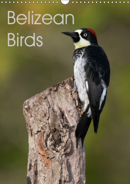 Belizean Birds 2019 : Some of the beautiful birds of Belize, Calendar Book