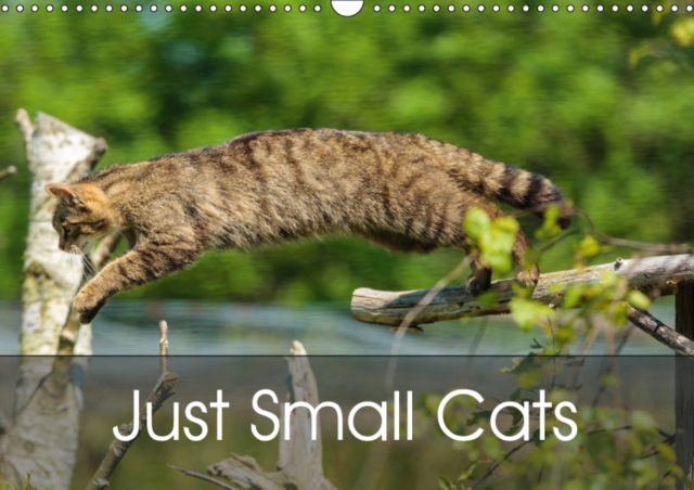 Just Small Cats 2019 : Minatures of the Big Cat World, Calendar Book