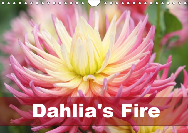 Dahlia's Fire 2019 : Amazing dahlia portraits in transparent frames, Calendar Book
