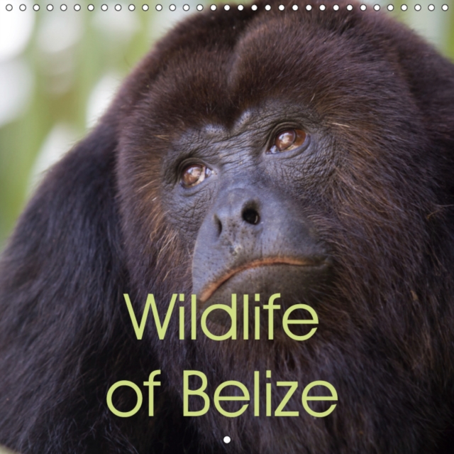 Wildlife of Belize 2019 : Gorgeous wildlife photos from the Central American paradise of Belize, Calendar Book