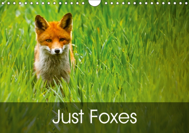 Just Foxes 2019 : Foxes from Around the World, Calendar Book