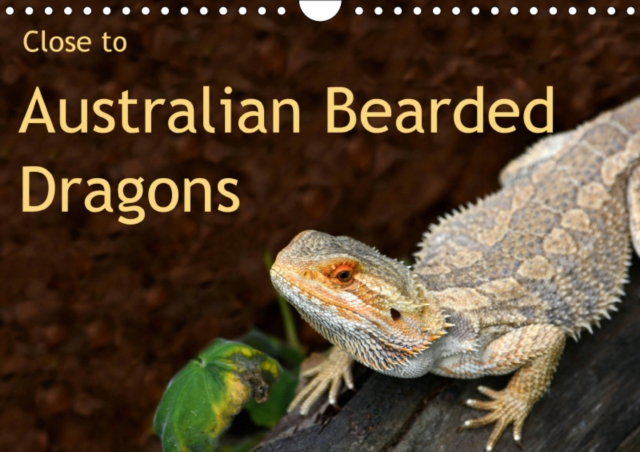 Close to Australian Bearded Dragons 2019 : Fantastic close-up photography of beautiful Australian Bearded Dragons. The big lizards with personalities., Calendar Book