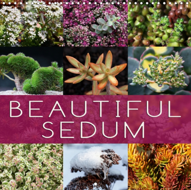 Beautiful Sedum 2019 : Portraits of beautiful Sedum varieties, Calendar Book