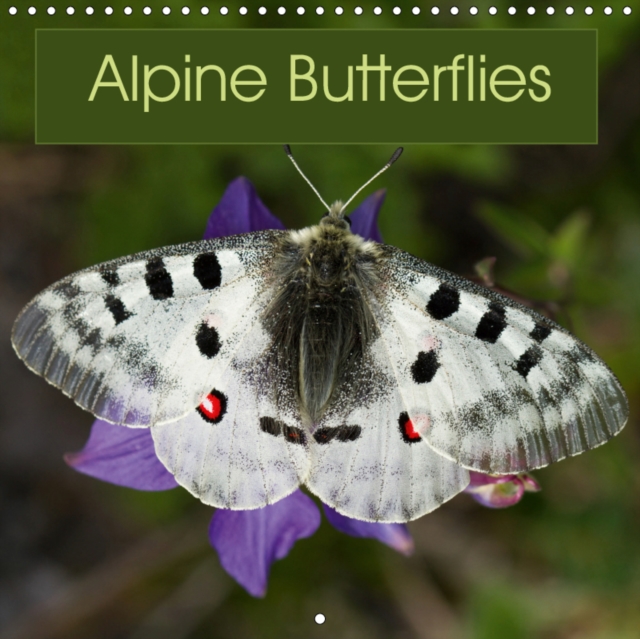 Alpine Butterflies 2019 : A calendar featuring stunning photos of some of the beautiful butterflies that can be found in the Alps, Calendar Book