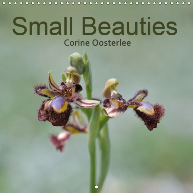 Small Beauties 2019 : Portraits of Wild Orchids of Europe, Calendar Book