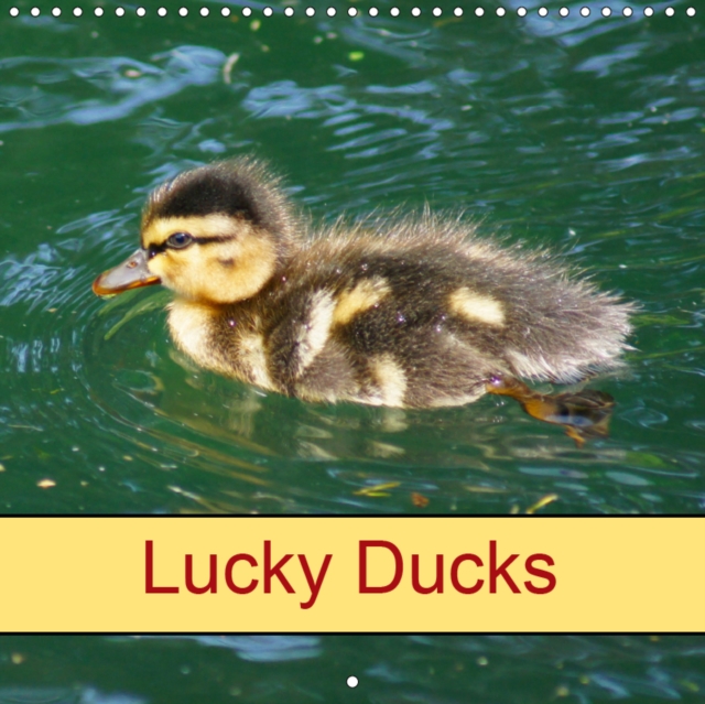 Lucky Ducks 2019 : Bird and Animal, Calendar Book