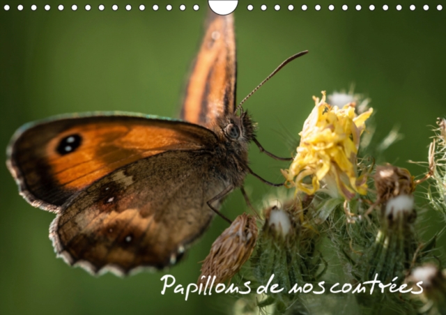 Papillons de nos contrees 2019 : Palette de peintures de la nature, Calendar Book