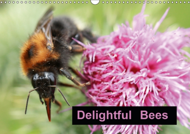 Delightful Bees 2019 : One of natures important little helpers, Calendar Book