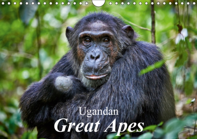 Ugandan Great Apes 2019 : Photographs of wild chimpanzees and mountain gorillas, Calendar Book