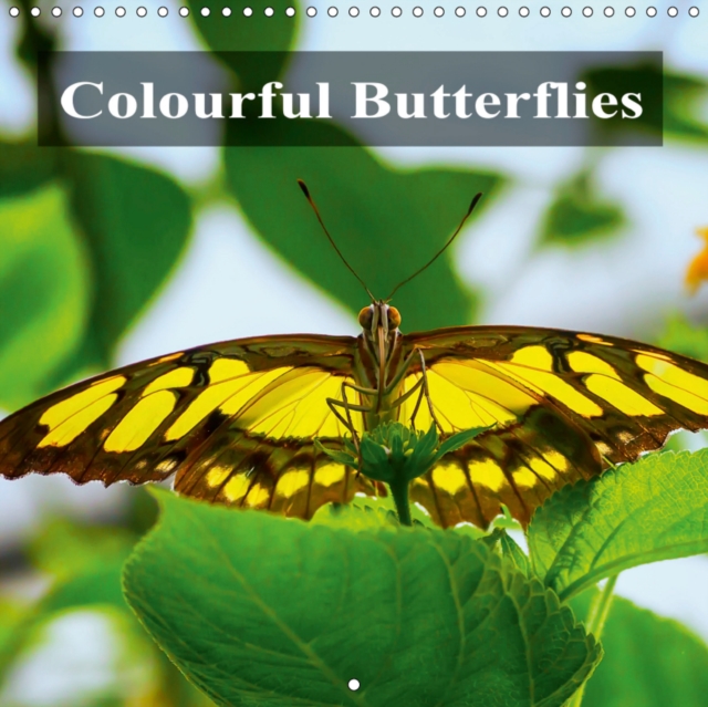 Colourful Butterflies 2019 : Colourful Butterflies, different species in detail., Calendar Book