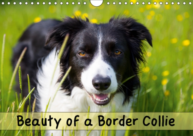 Beauty of a Border Collie 2019 : Portraits of a beautiful Border Collie dog in various outdoor locations, Calendar Book
