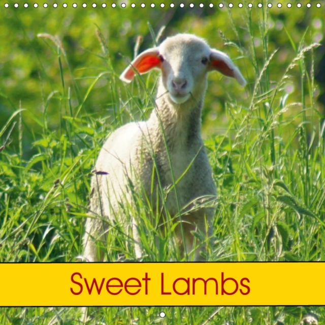 Sweet Lambs 2019 : Sheep and Farm Animal, Calendar Book
