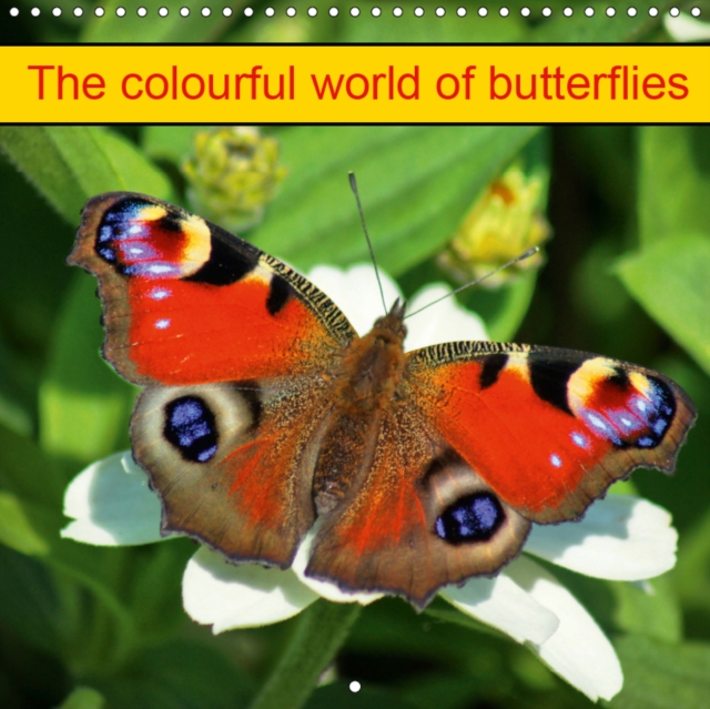 The colourful world of butterflies 2019 : Home Insects, Calendar Book