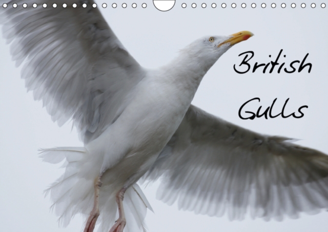 British Gulls 2019 : A selection of my photographs of gulls across Southern England, Calendar Book