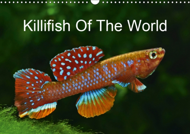 Killifish Of The World 2019 : Colourful fish - Killifish from Africa and America, Calendar Book