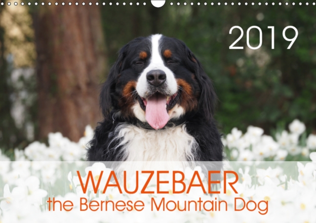 WAUZEBAER the Bernese Mountain Dog 2019 : Photos of a Bernese Mountain Dog, Calendar Book