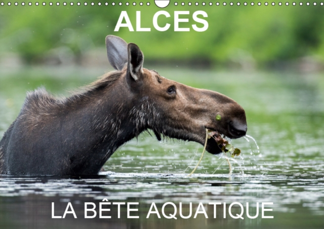 ALCES - LA BETE AQUATIQUE 2019 : 13 photos d'orignaux dans leur milieu aquatique, au Quebec, Calendar Book