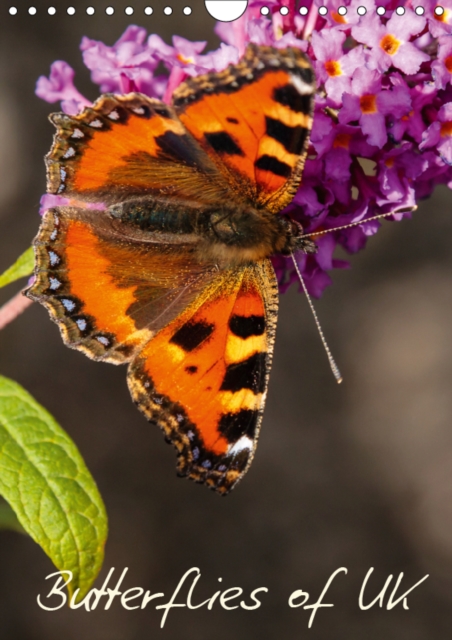 Butterflies of UK 2019 : Some of our more colourful UK Butterflies, Calendar Book