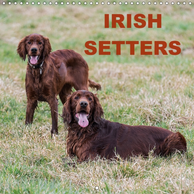 Irish Setters 2019 : Photos of Irish setters at rest and play, Calendar Book