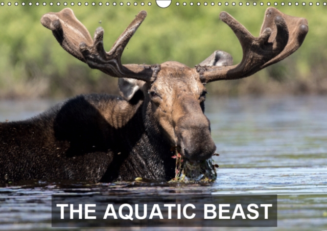THE AQUATIC BEAST 2019 : Moose in their favorite lakes, Calendar Book