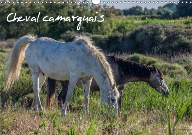 Cheval camarguais 2019 : La beaute du cheval semi-sauvage, Calendar Book