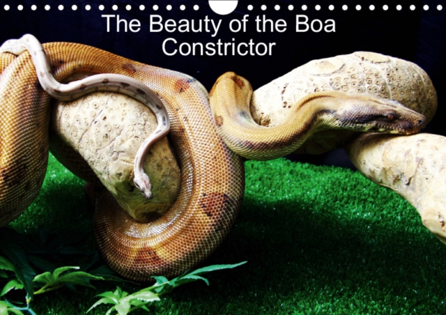 The Beauty of the Boa Constrictors 2019 : The beautiful colours, Calendar Book