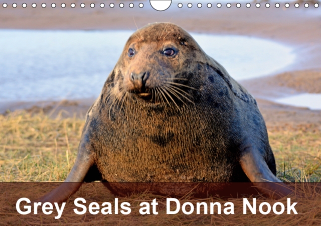 Grey Seals at Donna Nook 2019 : Breeding colony of grey seals, Calendar Book