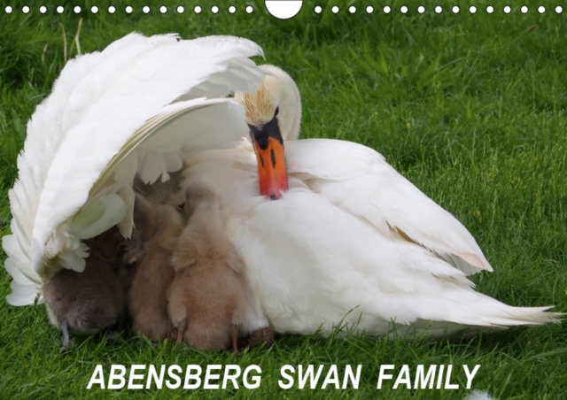 Abensberg Swan Family 2019 : White Elegance, Calendar Book