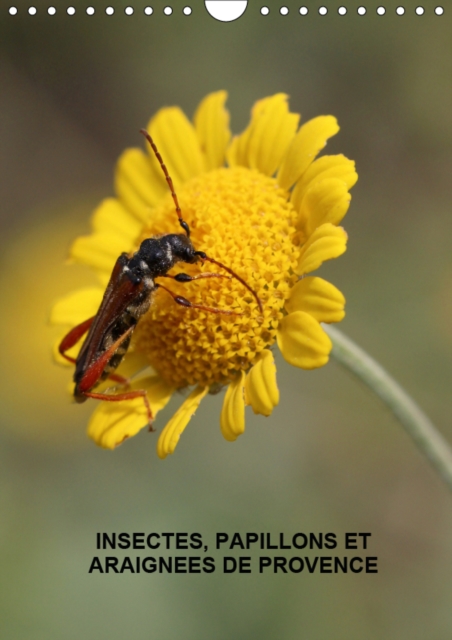 Insectes, papillons et araignees de Provence 2019 : Les insectes, papillons et araignees de nos belles prairies, Calendar Book