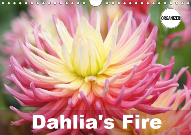 Dahlia's Fire 2019 : Amazing dahlia portraits, Calendar Book