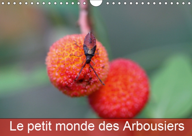 Le petit monde des Arbousiers 2019 : Les insectes des Arbousiers, Calendar Book