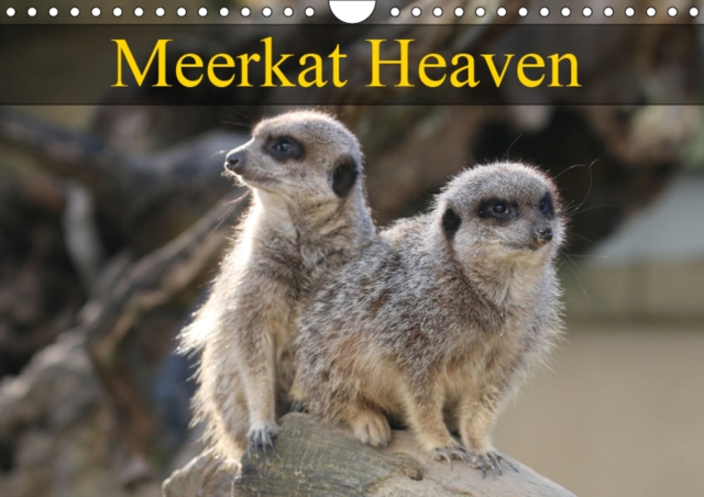 Meerkat Heaven 2019 : Meerkats basking in the morning sunshine, Calendar Book