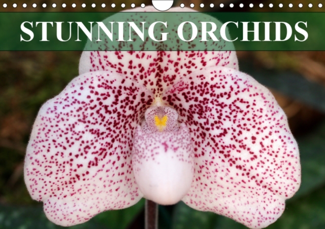 Stunning Orchids 2019 : A small selection from the immense variety of orchids, Calendar Book