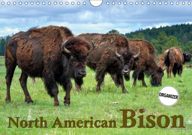 North American Bison 2019 : The Bison or Indian buffalo is the largest mammal on the North American continent. Through the protection of Yellowstone National Park today large herds are prowling again, Calendar Book