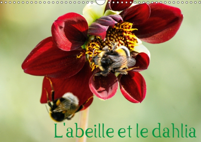 L'abeille et le dahlia 2019 : Le dahlia et l'abeille en parfaite symbiose., Calendar Book