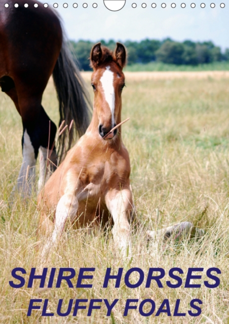 Shire Horses, Fluffy Foals 2019 : Beautiful and cute pictures of Shire Horse foals, Calendar Book