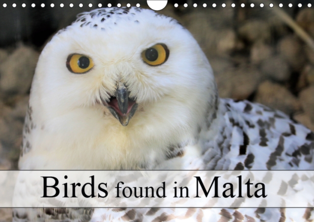 Birds found in Malta 2019 : Birds to be seen in Malta, Calendar Book