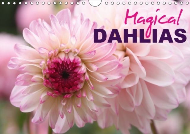 Magical Dahlias 2019 : Portraits of magical-looking dahlias, Calendar Book