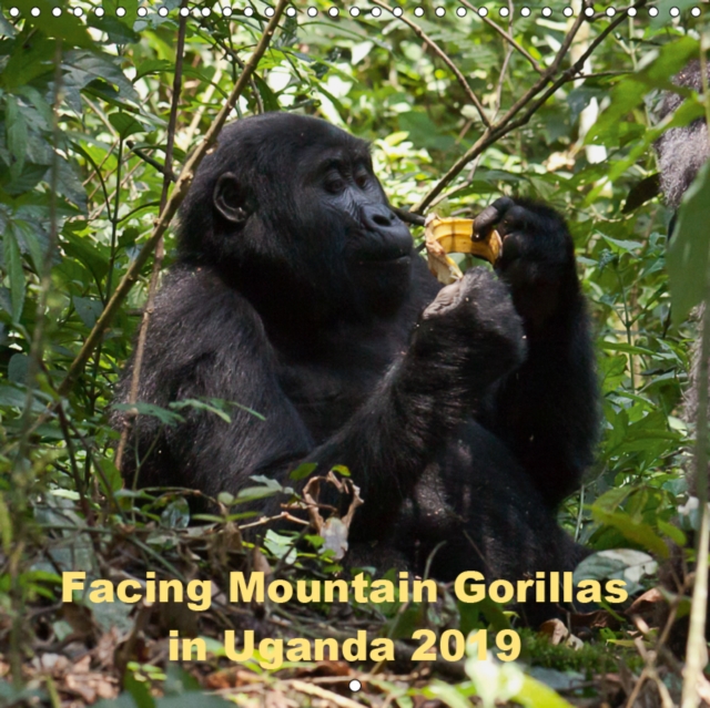 Facing Mountain Gorillas in Uganda 2019 : Trekking to the Habinyanja gorilla family in Biwindi Uganda, Calendar Book
