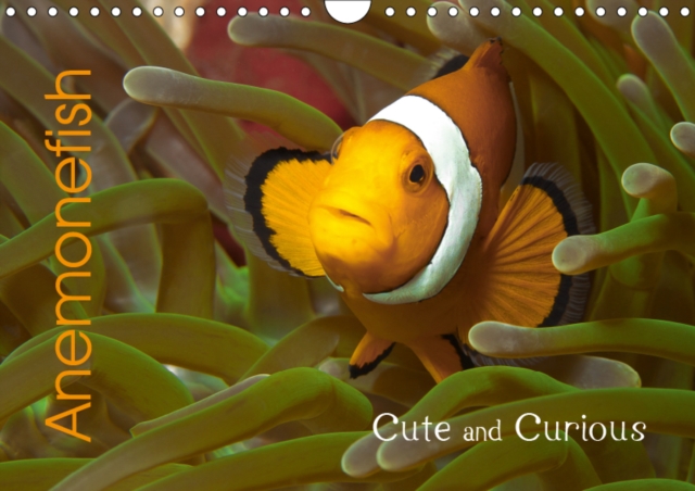 Anemonefish 2019 : Cute and Curious, Calendar Book