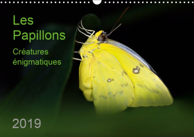 Les Papillons - creatures enigmatiques 2019 : Portraits de douze papillons graciles aux couleurs magnifiques, originaires d`Afrique, d`Asie et d`Amerique du Sud, Calendar Book