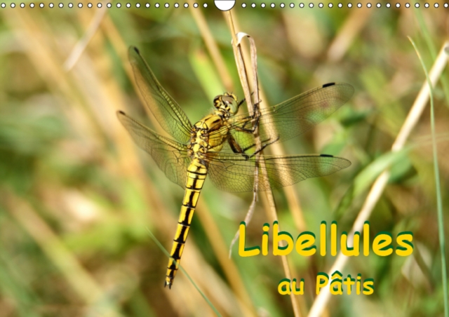 Libellules au Patis 2019 : Rencontre avec des libellules dans le parc naturel du Patis, Calendar Book