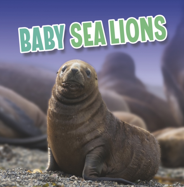 Baby Sea Lions, Hardback Book